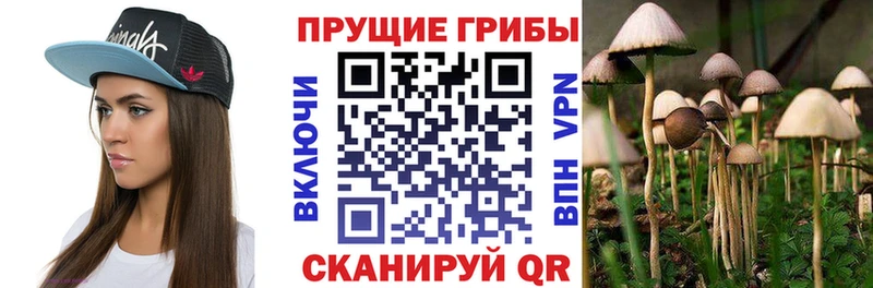 Галлюциногенные грибы Psilocybe Камызяк